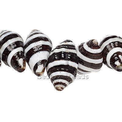 Natural Black & White Striped Genuine Whelk Whole Sea Shell Seashell Beads~Sold Individually